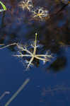 Floating bladderwort